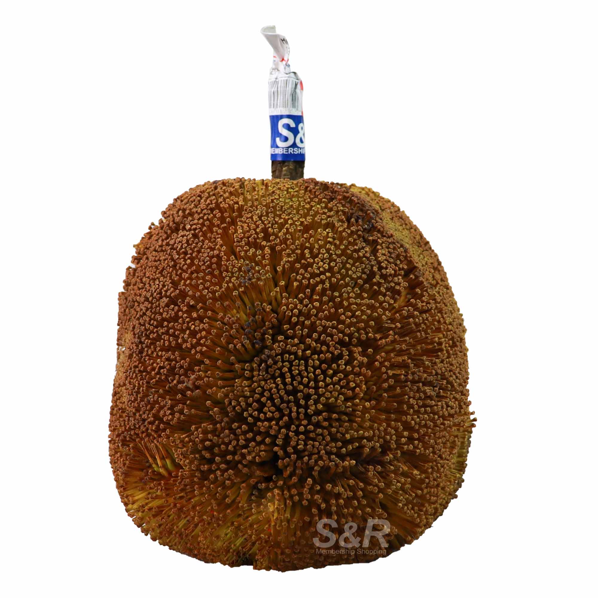 S&R Marang approx. 3kg S&R Marang approx. 3kg